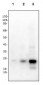 Anti-PLGF-2 Antibody
